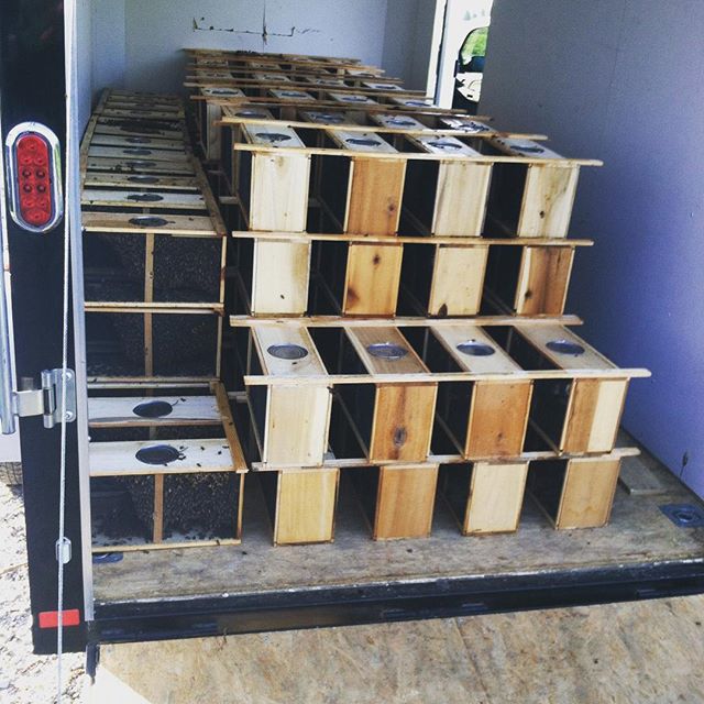 Bees THE HIVE CHICAGO'S BEEKEEPING SUPPLY STORE