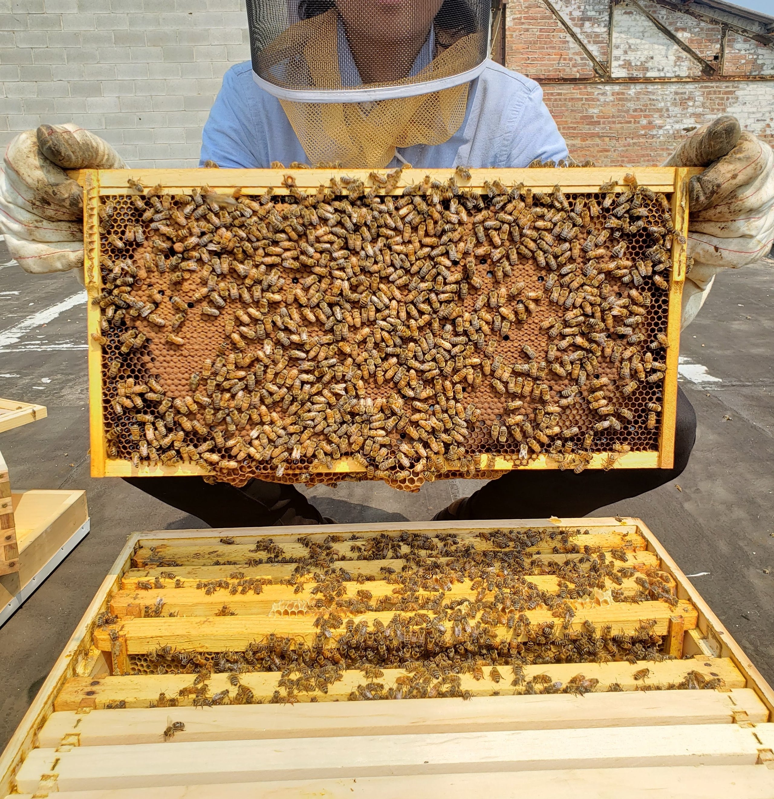 Introduction to Beekeeping THE HIVE CHICAGO'S BEEKEEPING SUPPLY STORE